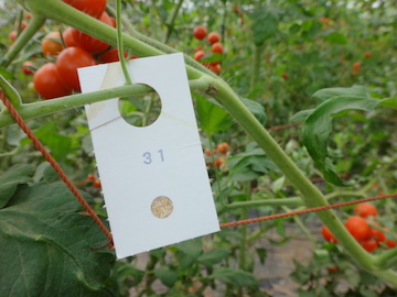 ツヤコバチのマミーカード